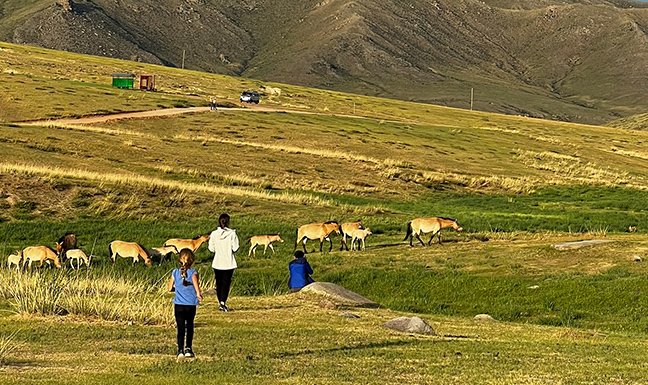 Hustai National Park Wild Horse Sunset Tour